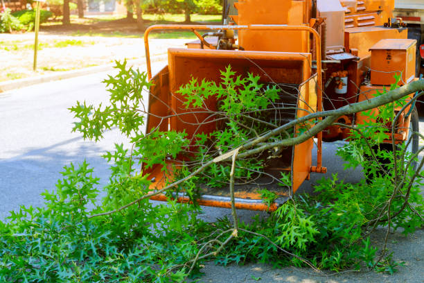 Large Tree Removal